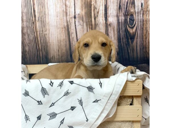 Mini Walrus (Shar-Pei/Beagle)-DOG-Female-Red-17136-Petland Fairfield, Ohio