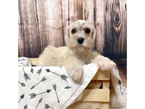 Schnoodle DOG Female Cream 17135 Petland Fairfield, Ohio