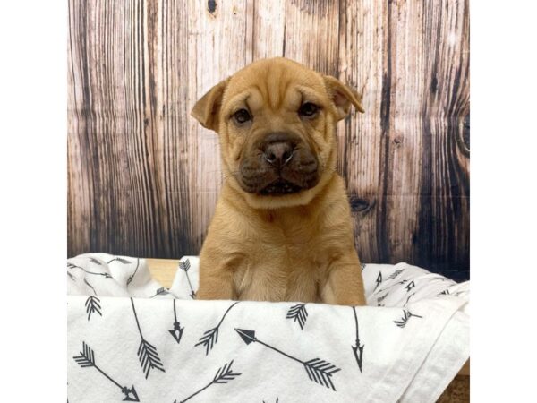 Chinese Shar-Pei Puggle-DOG-Female-Red-17134-Petland Fairfield, Ohio