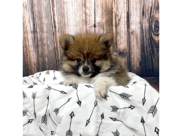 Pomeranian DOG Male Sable / White 17133 Petland Fairfield, Ohio