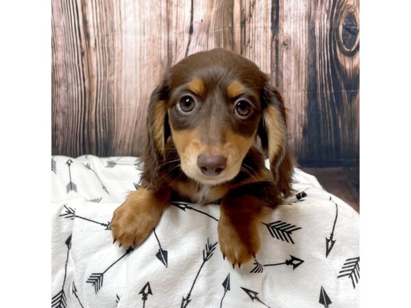 Dachshund-DOG-Female-Chocolate / Tan-17131-Petland Fairfield, Ohio