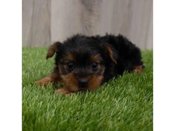 Yorkshire Terrier DOG Female Black / Tan 17144 Petland Fairfield, Ohio