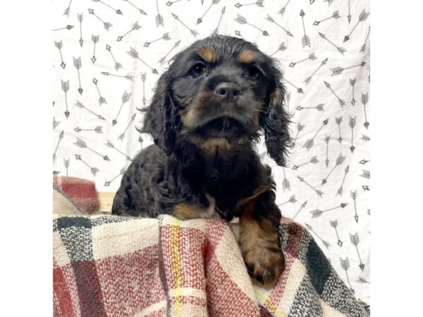 Cockalier (Cocker/Cavalier)-DOG-Male-Black/Tan-17150-Petland Fairfield, Ohio