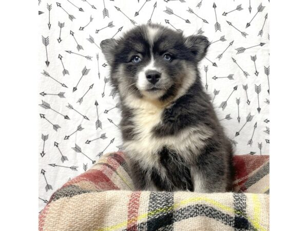 Pomsky DOG Female Black/White 17149 Petland Fairfield, Ohio