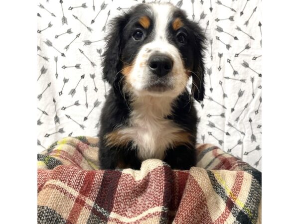 Bernese Mountain Dog DOG Male Black Tri 17148 Petland Fairfield, Ohio