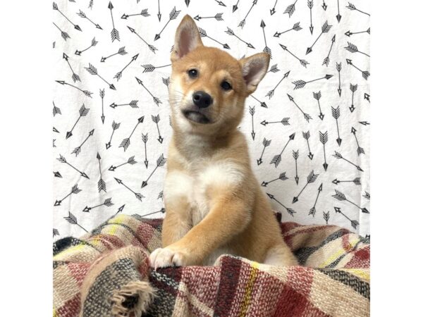 Shiba Inu DOG Female Red 17146 Petland Fairfield, Ohio