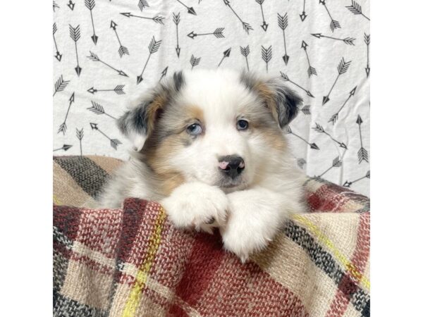 Miniature Australian Shepherd DOG Male Blue Merle 17143 Petland Fairfield, Ohio