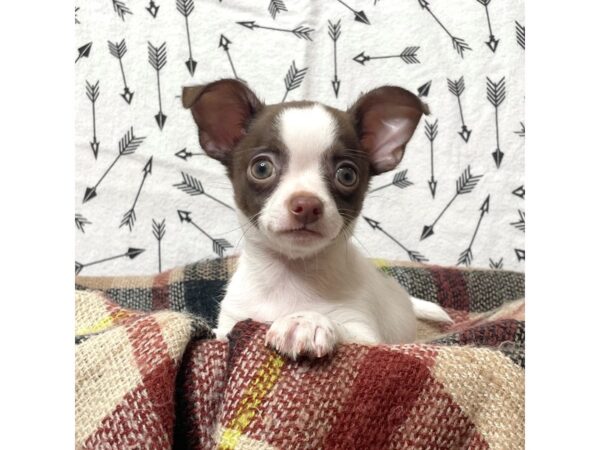 Chihuahua-DOG-Male-Chocolate-17142-Petland Fairfield, Ohio