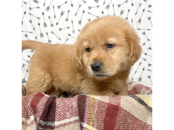 Golden Retriever DOG Male Dark Golden 17161 Petland Fairfield, Ohio