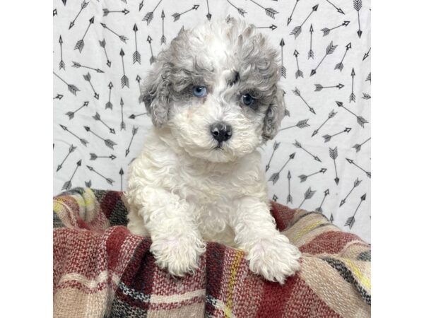 Moyen Poodle-DOG-Male-Blue Merle/White-17160-Petland Fairfield, Ohio