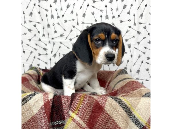 Beagle DOG Female Black Tan / White 17158 Petland Fairfield, Ohio