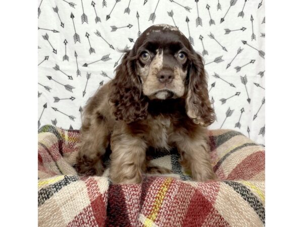 Cocker Spaniel DOG Female Brown 17157 Petland Fairfield, Ohio