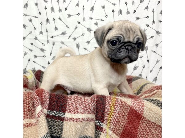 Pug DOG Male Fawn 17156 Petland Fairfield, Ohio