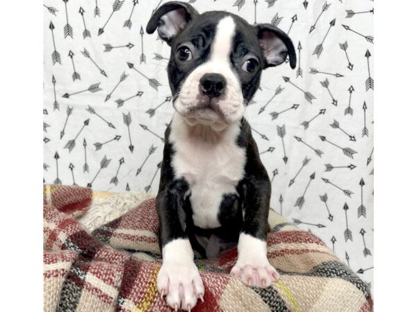 Boston Terrier DOG Male Black / White 17155 Petland Fairfield, Ohio