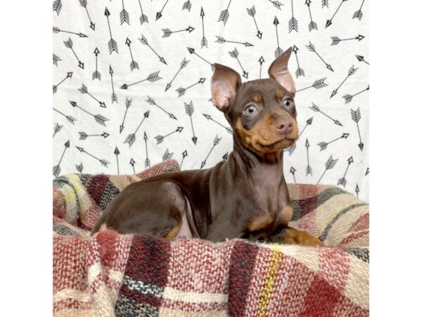 Miniature Pinscher-DOG-Male-Chocolate/Tan-17154-Petland Fairfield, Ohio