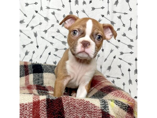 Boston Terrier DOG Male Red/White 17151 Petland Fairfield, Ohio