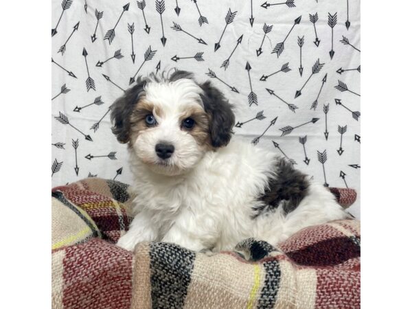 Yorkiepoo DOG Male Brown/White 17166 Petland Fairfield, Ohio