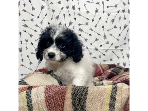 Cavachon DOG Female Black/White 17165 Petland Fairfield, Ohio