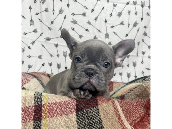 French Bulldog DOG Male Blue 17163 Petland Fairfield, Ohio