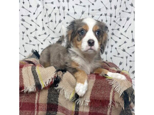 Mini Bernese Mt. Dog-DOG-Male-Blue Merle Tri-17162-Petland Fairfield, Ohio