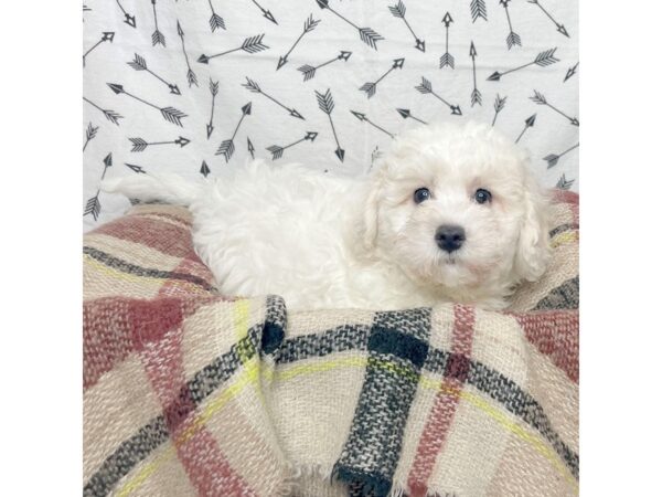 Bichapoo DOG Male White 17178 Petland Fairfield, Ohio