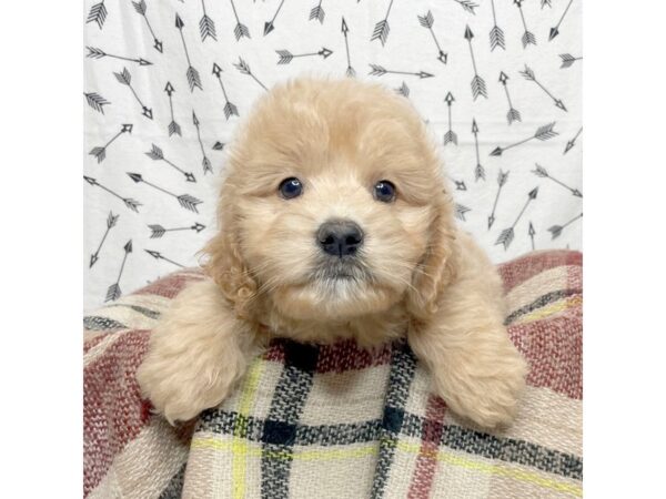 Mini Goldendoodle DOG Male Golden 17177 Petland Fairfield, Ohio