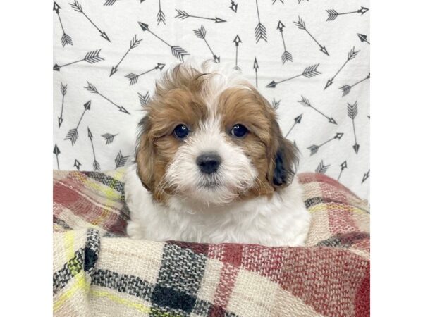 Shih Tzu DOG Male Brown/White 17176 Petland Fairfield, Ohio