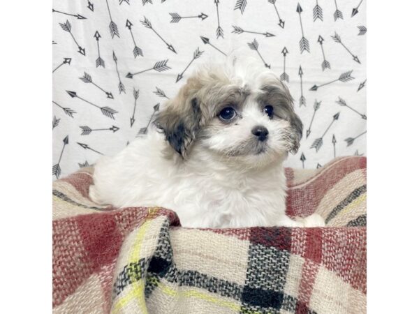 Teddy Bear-DOG-Female-Brown/White-17175-Petland Fairfield, Ohio