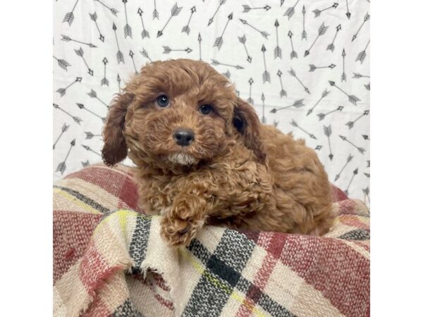 Cavapoo F1-DOG-Male-Red-17168-Petland Fairfield, Ohio