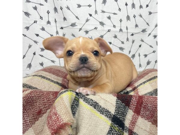 French Bulldog DOG Male Fawn 17167 Petland Fairfield, Ohio