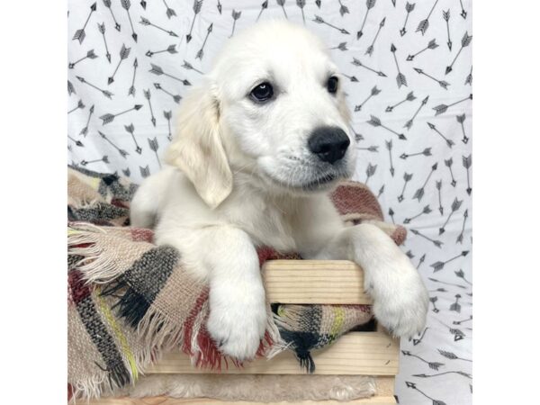 Golden Retriever DOG Male Cream 17194 Petland Fairfield, Ohio