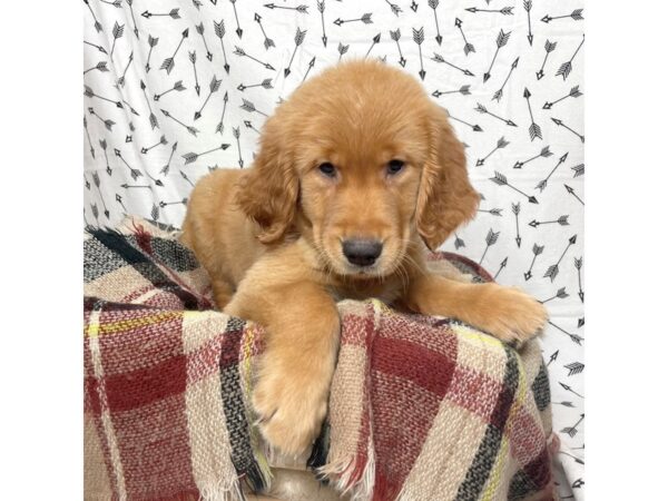 Golden Retriever DOG Female Golden 17193 Petland Fairfield, Ohio