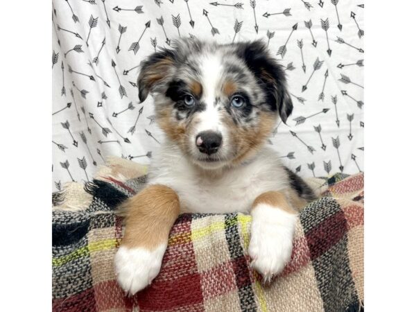 Australian Shepherd DOG Male Blue Merle 17191 Petland Fairfield, Ohio