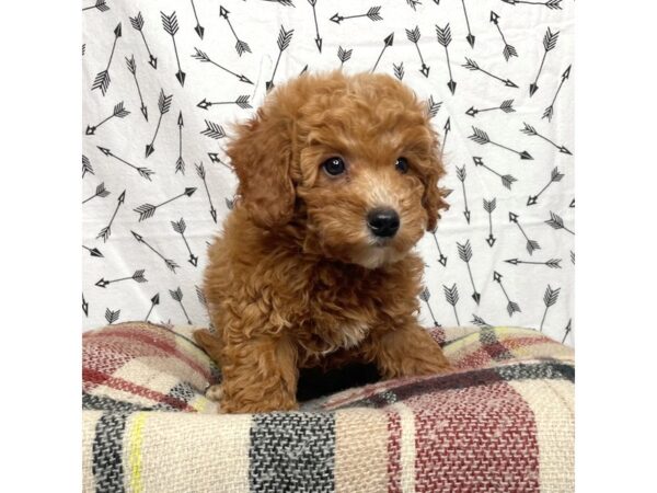 Goldendoodle Mini 2nd Gen-DOG-Female-Red-17190-Petland Fairfield, Ohio