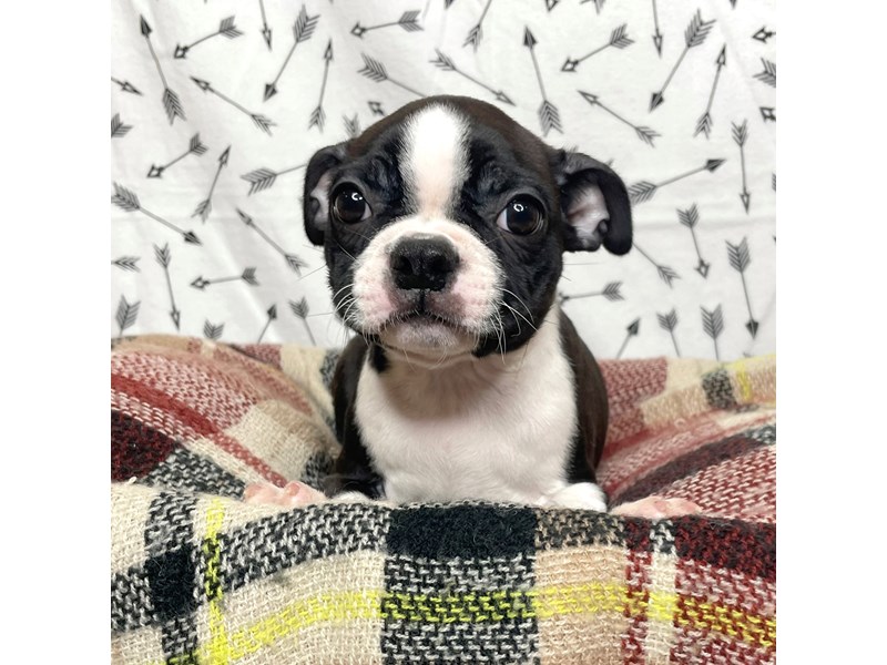 Why Does My Boston Terrier Throw Up After Drinking Water