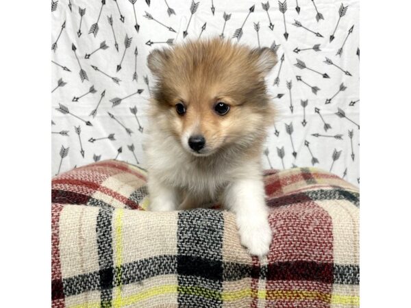 Pomeranian DOG Female Orange Sable 17188 Petland Fairfield, Ohio