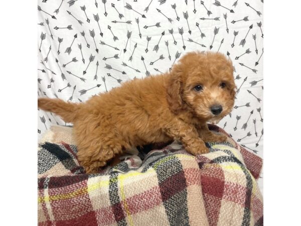 Goldendoodle Mini 2nd Gen DOG Male Red 17187 Petland Fairfield, Ohio