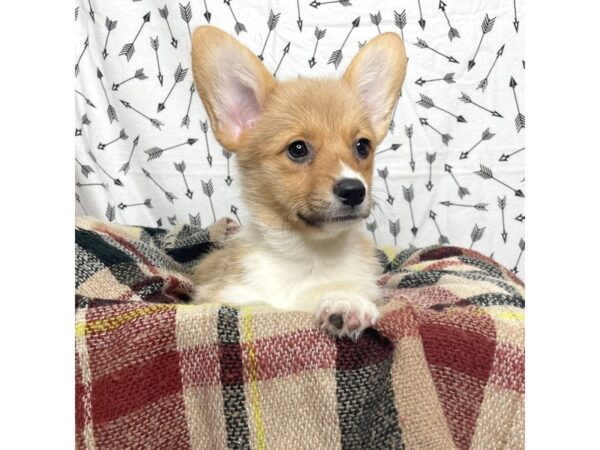 Pembroke Welsh Corgi DOG Female Red / White 17186 Petland Fairfield, Ohio