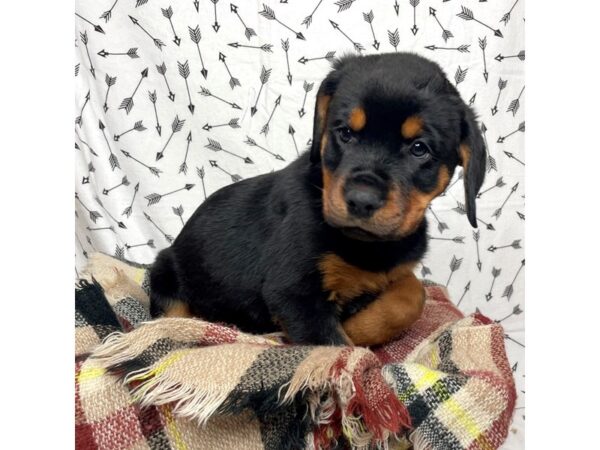 Rottweiler DOG Female Black/Rust 17185 Petland Fairfield, Ohio