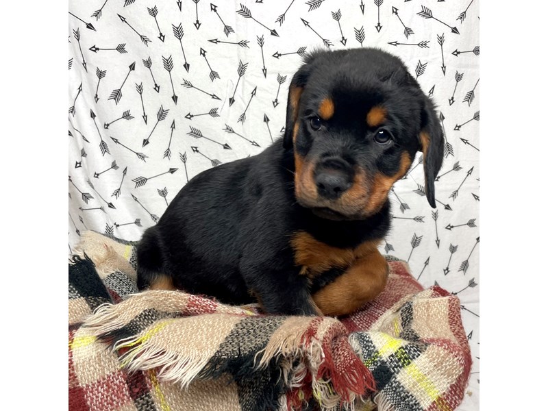 Rottweiler Puppy Black/Rust ID:17185 Located at Petland Fairfield, Ohio