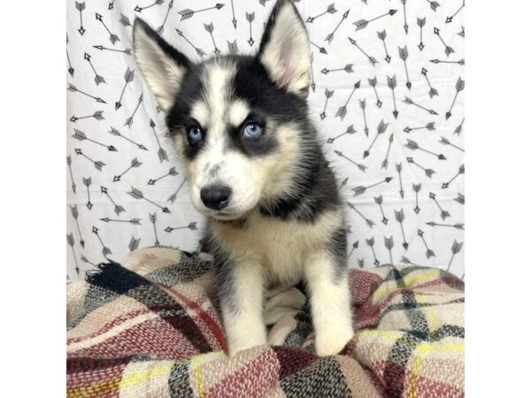 Siberian Husky DOG Female Black/White 17184 Petland Fairfield, Ohio