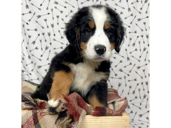 Bernese Mountain Dog DOG Male Black Tri 17183 Petland Fairfield, Ohio