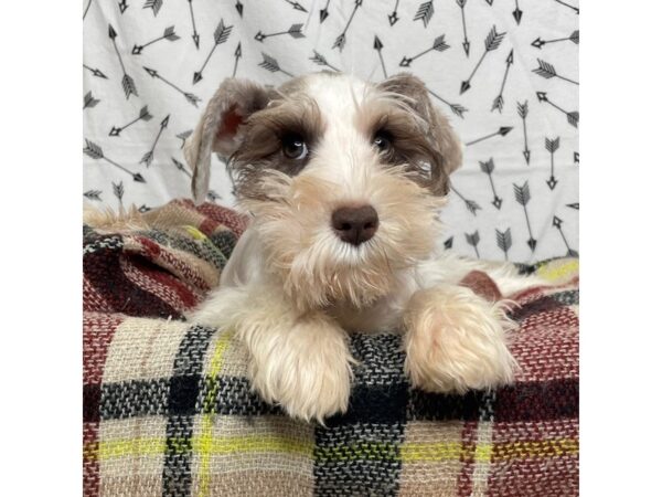 Miniature Schnauzer DOG Female Chocolate / White 17180 Petland Fairfield, Ohio