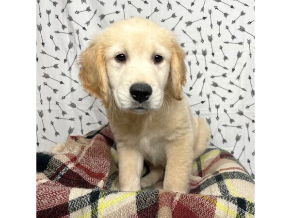 Golden Retriever DOG Female Golden 17170 Petland Fairfield, Ohio