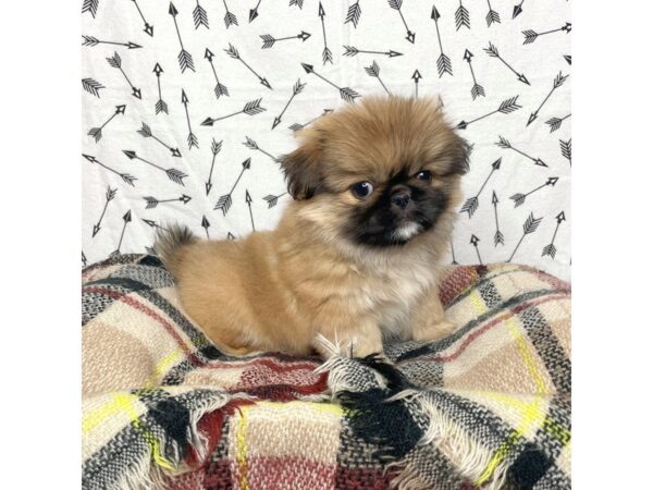 Pekingese DOG Male Brown 17182 Petland Fairfield, Ohio