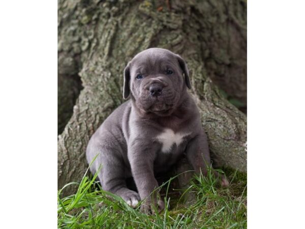 Cane Corso DOG Male Blue 17200 Petland Fairfield, Ohio