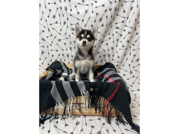 Pomsky-DOG-Male-Black/White-17214-Petland Fairfield, Ohio