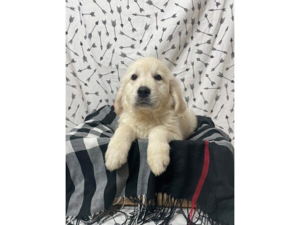 Golden Retriever DOG Male Light Golden 17211 Petland Fairfield, Ohio