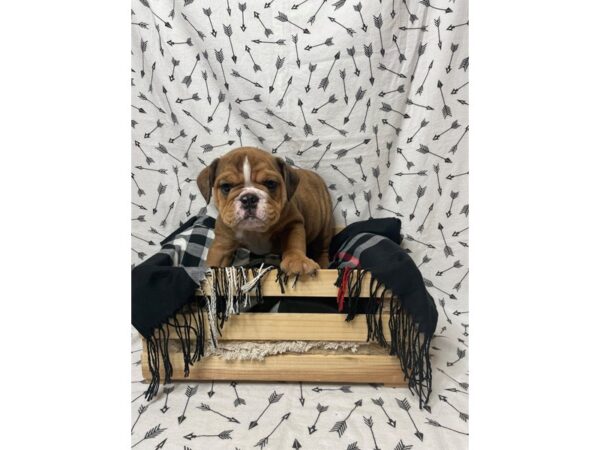 Bulldog DOG Female Red 17210 Petland Fairfield, Ohio