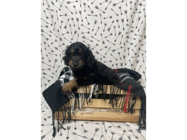 Aussiepoo-DOG-Male-Black / Tan-17198-Petland Fairfield, Ohio